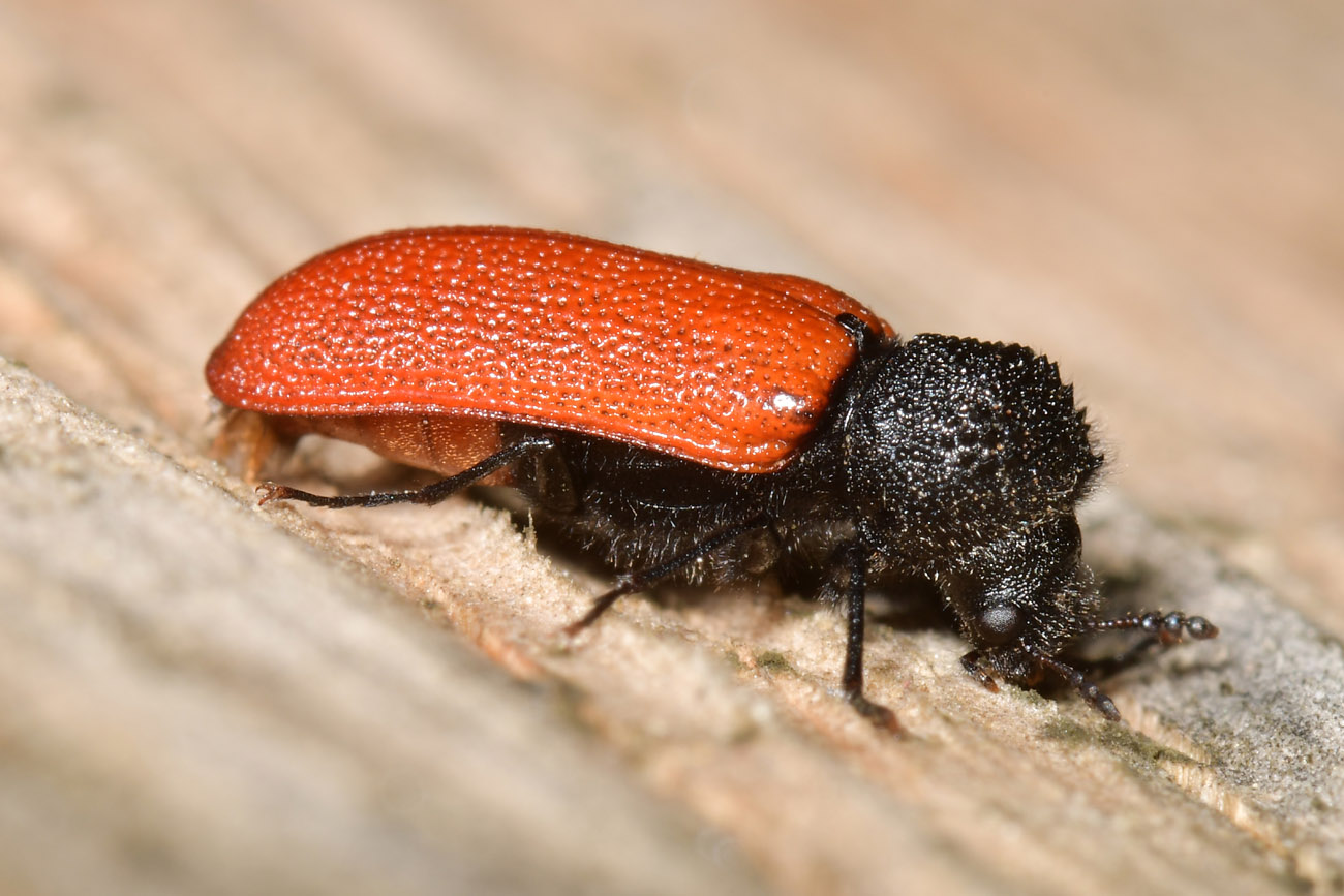 Bostrichidae: Bostrichus capucinus